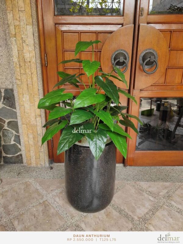 Planter Daun Anthurium for Living Room