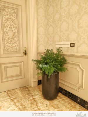 Planter Daun Asparagus for Living Room - Image 3