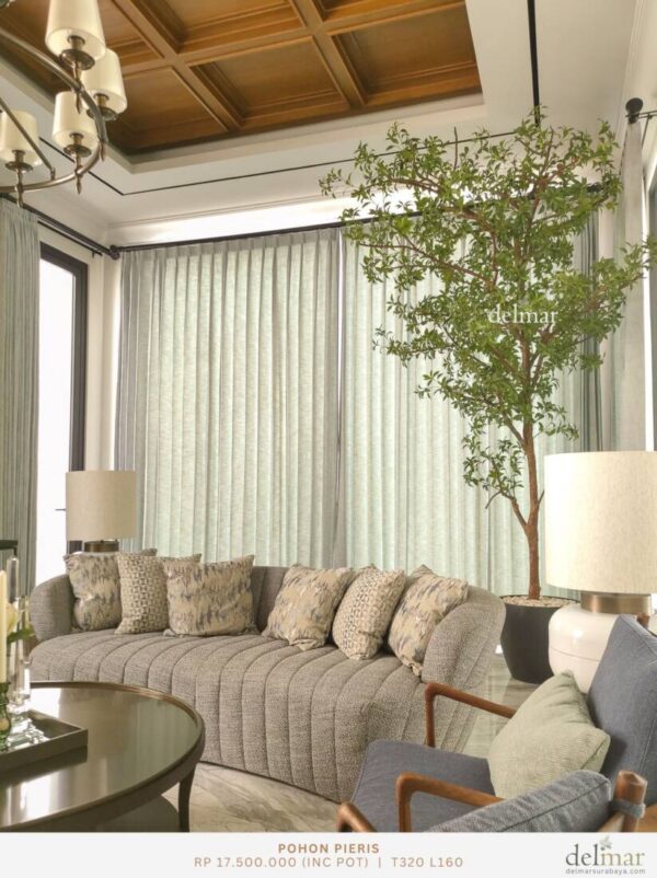 Pohon Pieris for Living Room