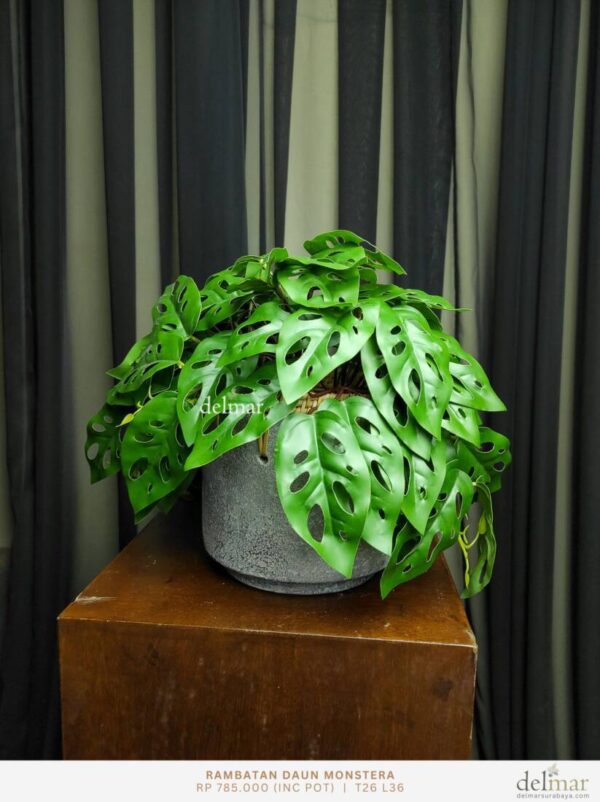 Daun Monstera untuk Pantry