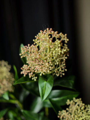 Rangkaian Skimmia untuk Meja Rias - Image 8