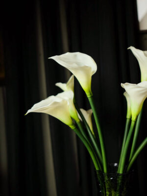 Calla Lily untuk Pantry - Image 6