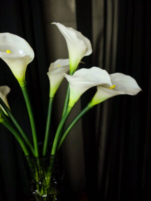 Calla Lily untuk Pantry - Image 3