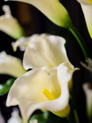 Calla Lily untuk Centerpiece - Image 7