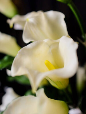 Calla Lily untuk Centerpiece - Image 3