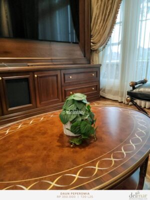 Peperomia untuk Coffee Table