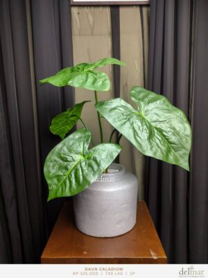 Daun Caladium untuk Resepsionis - Image 2