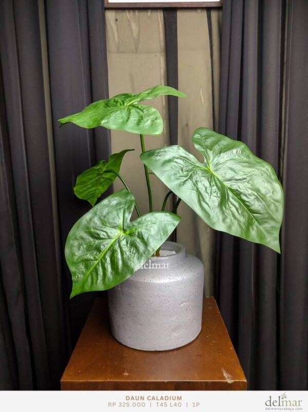 Daun Caladium untuk Resepsionis
