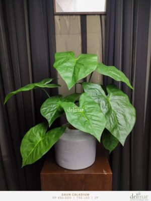 Daun Caladium untuk Coffee Table - Image 3