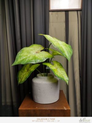 Daun Caladium untuk Resepsionis - Image 3