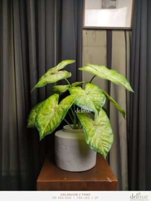 Daun Caladium untuk Coffee Table - Image 2