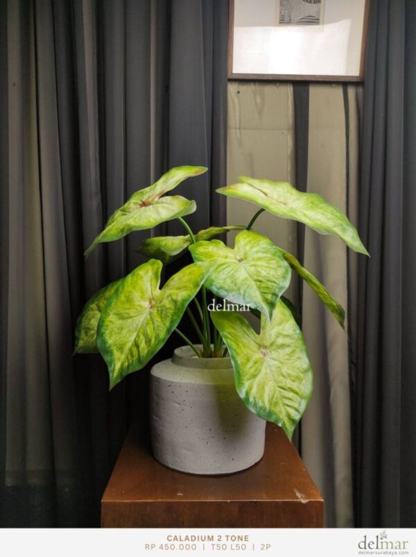 Daun Caladium untuk Coffee Table