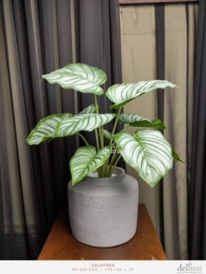 Daun Calathea untuk Meja Kantor - Image 2