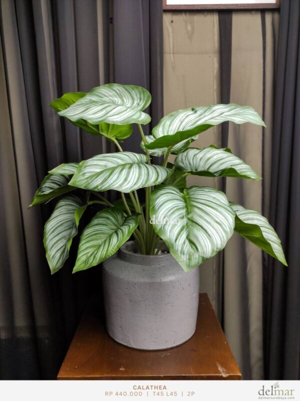 Daun Calathea untuk Cabinet