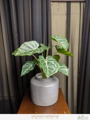 Anthurium Clarinervium untuk Meja Konferensi - Image 2