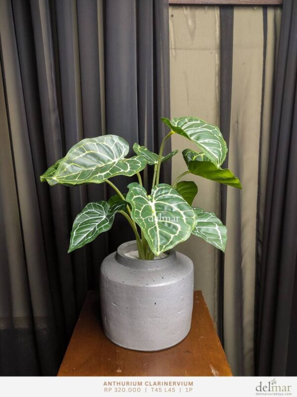 Anthurium Clarinervium untuk Meja Konferensi