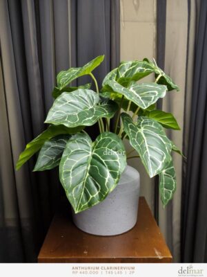 Anthurium Clarinervium untuk Meja Kantor - Image 2