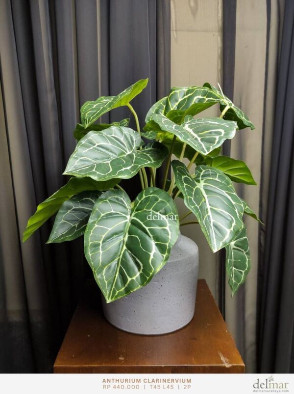 Anthurium Clarinervium untuk Meja Kantor