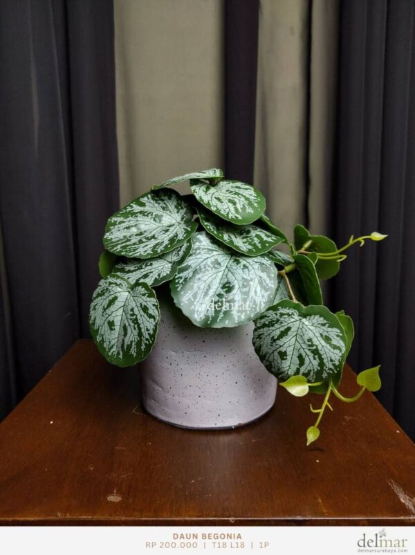 Daun Begonia untuk Rak