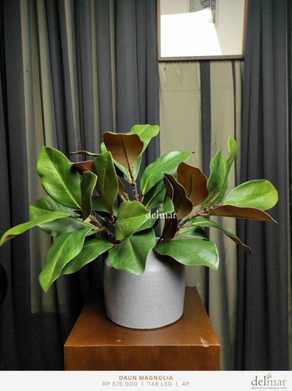 Daun Magnolia untuk Kitchen Counter