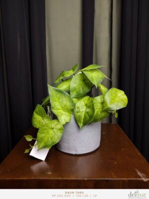 Daun Taro untuk Kids Room - Image 2
