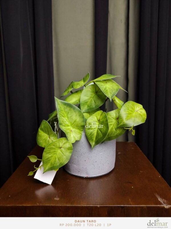 Daun Taro untuk Kids Room
