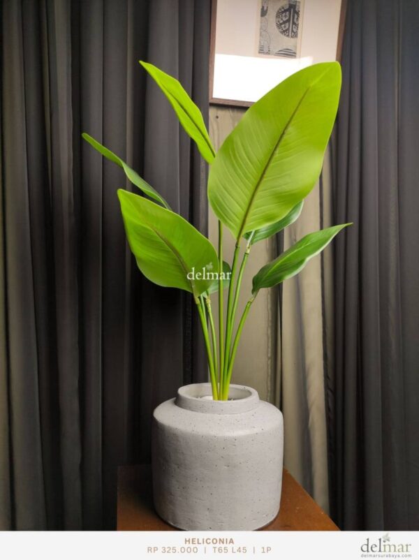 Heliconia untuk Living Room