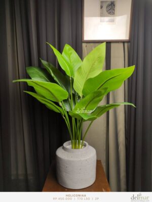 Heliconia untuk Living Room - Image 3