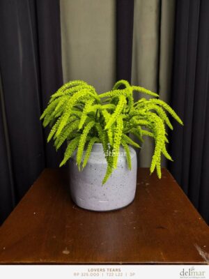 Daun Lovers Tears untuk Home Office