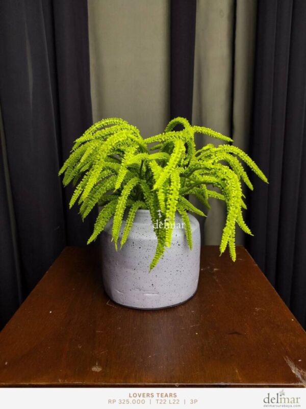 Daun Lovers Tears untuk Home Office