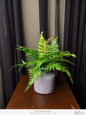 Pakis Broadleaf untuk Resepsionis - Image 2