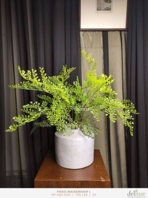 Pakis Maidenhair L untuk Kitchen Counter