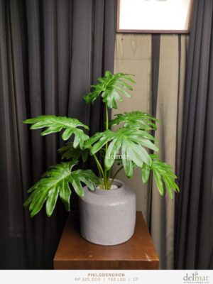 Philodendron untuk Resepsionis klinik - Image 2