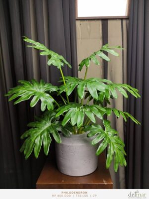 Philodendron untuk Resepsionis klinik