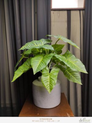 Syngonium untuk Pedestal