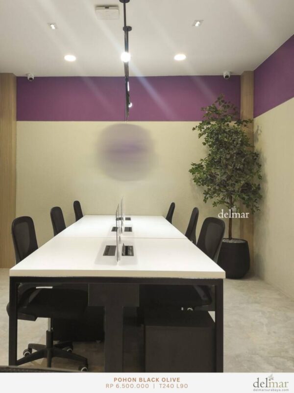 Pohon Black Olive for Office