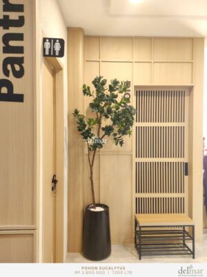 Pohon Eucalyptus for Pantry