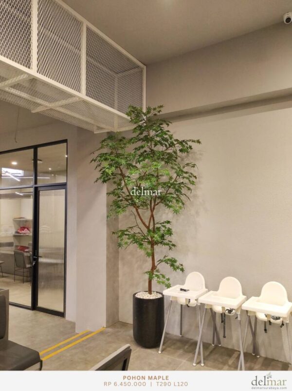 Pohon Maple untuk Coffee Shop
