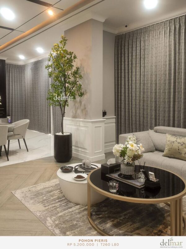 Pohon Pieris untuk Living Room