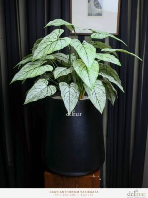 Anthurium Variegata untuk Living Room