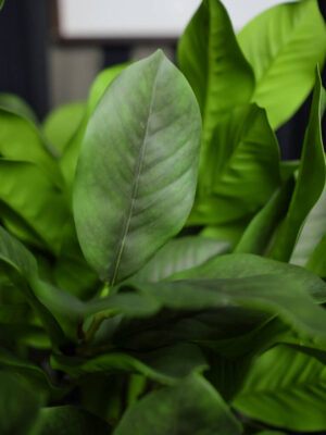 Magnolia untuk Coffee Shop - Image 3