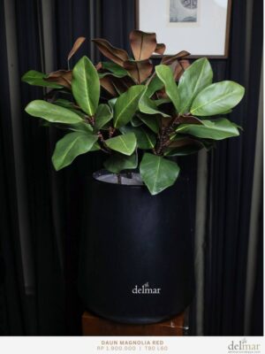 Magnolia untuk Director Office