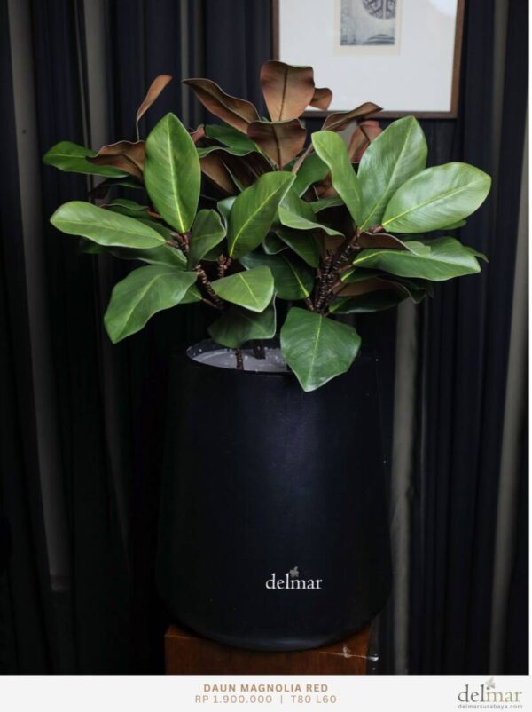 Magnolia untuk Director Office