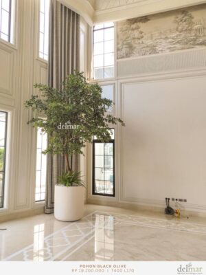 Pohon Black Olive for Living Room