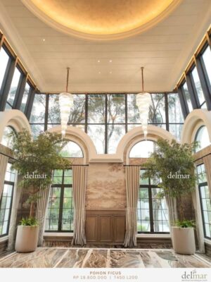 Pohon Ficus untuk Multifunction Room