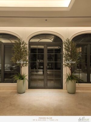 Pohon Olive untuk Living Room