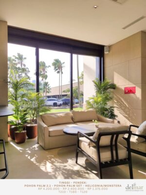 Pohon Palm untuk Restaurant