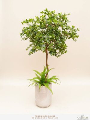 Pohon Black Olive untuk Family Room