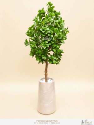 Pohon Eucalyptus untuk Living Room