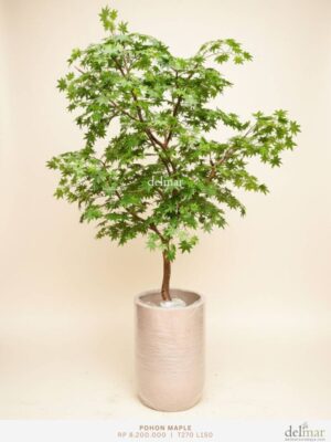 Pohon Maple untuk Corridor